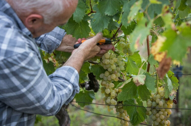 Économie agricole